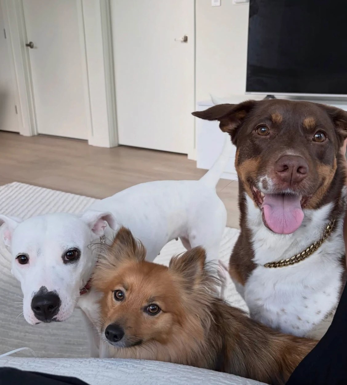 Coco, Max and Chanel together at home
